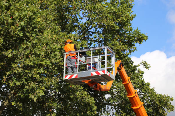 Best Storm Damage Tree Cleanup  in Glendale, WI